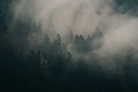 Foggy Forest 4K Wallpaper · nature · 3840×2560