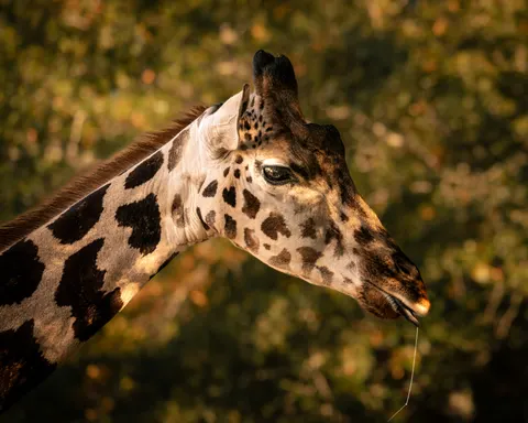 والپیپر زرافه با کیفیت 4K · animals · 3840×3072