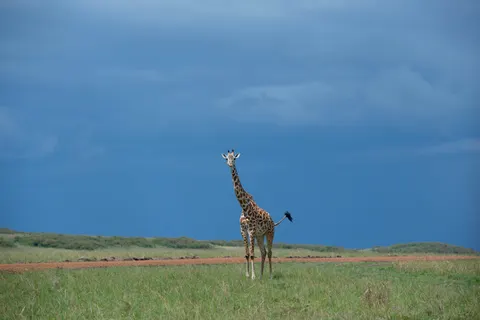 Giraffe 4K Wallpaper · animals · 3840×2560