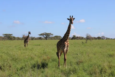 Giraffe 4K Wallpaper · animals · 3840×2560