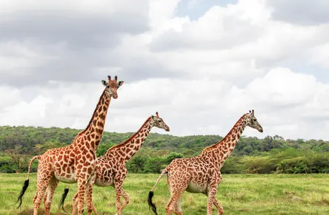 Giraffe 4K Wallpaper · animals · 3840×2505