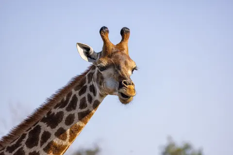 Giraffe 4K Wallpaper · animals · 3840×2561
