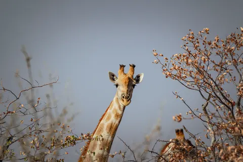 Giraffe 4K Wallpaper · animals · 3840×2560