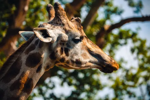 Giraffe 4K Wallpaper · animals · 3840×2560