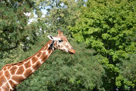 Giraffe 4K Wallpaper · animals · 3840×2560