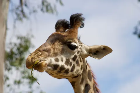 Giraffe 4K Wallpaper · animals · 3840×2560