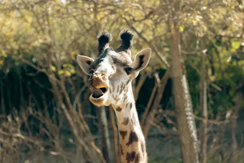 Sfondo Giraffa 4K · animals · 3840×2560