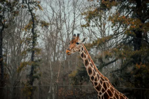 Giraffe 4K Wallpaper · animals · 3840×2560