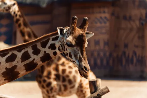 Giraffe 4K Wallpaper · animals · 3840×2560
