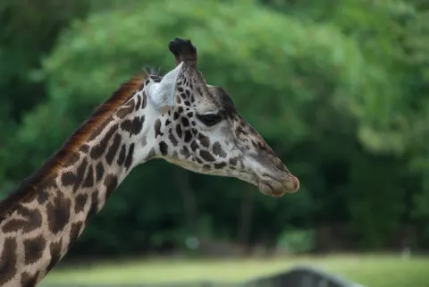 Giraffe 4K Wallpaper · animals · 3840×2565