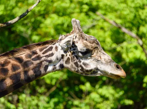 Giraffe 4K Wallpaper · animals · 3840×2850