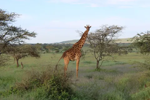 Fond d'écran Girafe 4K · animals · 3840×2560