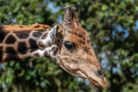 Giraffe 4K Wallpaper · animals · 3840×2560