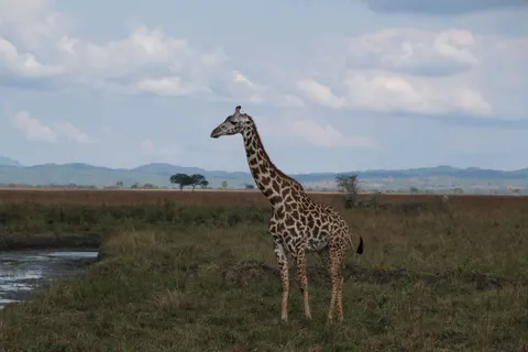 Giraffe 4K Wallpaper · animals · 3840×2560