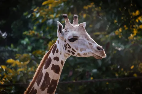 Giraffe 4K Wallpaper · animals · 3840×2560