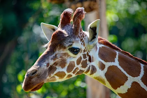 Giraffe 4K Wallpaper · animals · 3840×2563