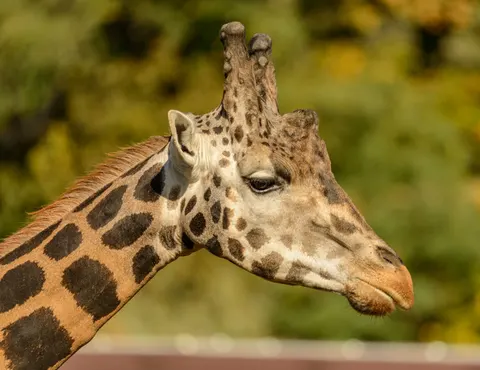 Giraffe 4K Wallpaper · animals · 3840×2958