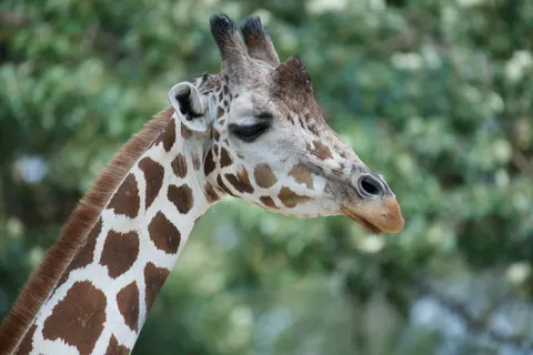 Giraffe 4K Wallpaper · animals · 3840×2563