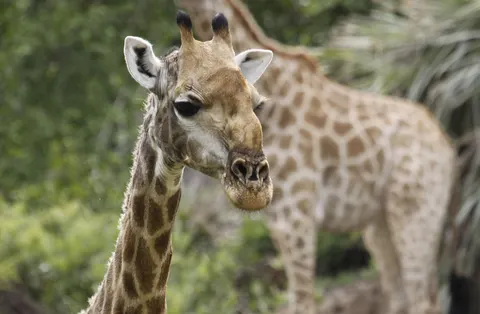 Giraffe 4K Wallpaper · animals · 3840×2511