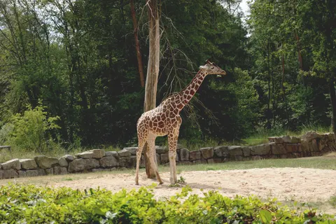 Giraffe 4K Wallpaper · animals · 3840×2560