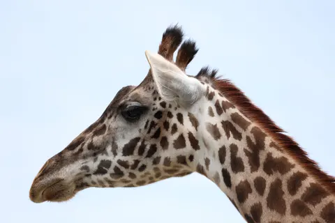 Giraffe 4K Wallpaper · animals · 3840×2560