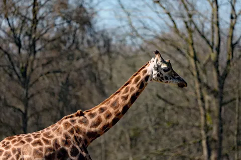 Giraffe 4K Wallpaper · animals · 3840×2560