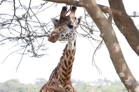 Giraffe 4K Wallpaper · animals · 3840×2560