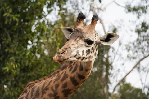 Giraffe 4K Wallpaper · animals · 3840×2560
