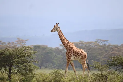 Giraffe 4K Wallpaper · animals · 3840×2560