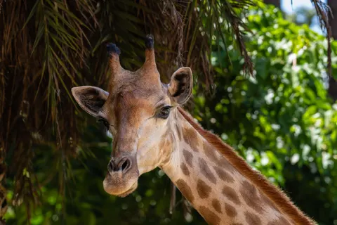 Giraffe 4K Wallpaper · animals · 3840×2560
