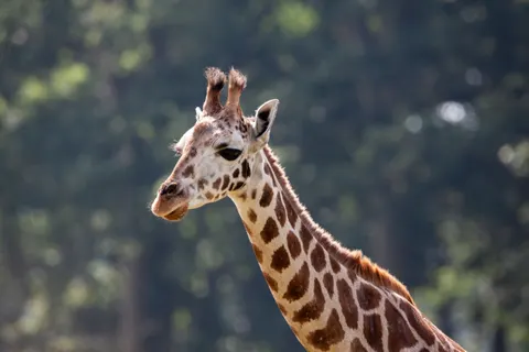 Giraffe 4K Wallpaper · animals · 3840×2560