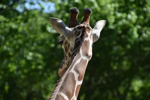 Giraffe 4K Wallpaper · animals · 3840×2560