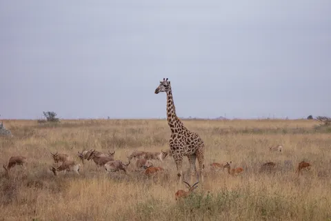 Giraffe 4K Wallpaper · animals · 3840×2560