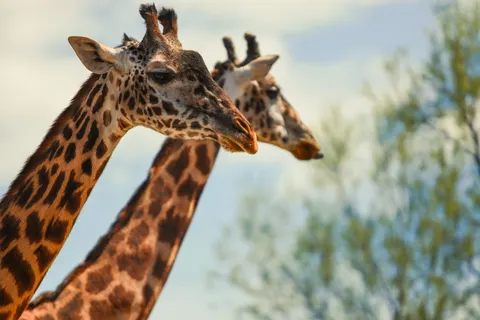 Giraf 4K-achtergrond · animals · 3840×2560