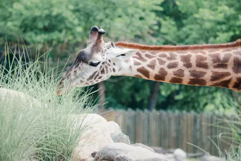 Giraffe 4K Wallpaper · animals · 3840×2560