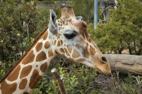 Sfondo Giraffa 4K · animals · 3840×2560