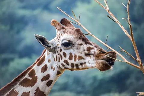 Zürafa 4K Duvar Kağıdı · animals · 3840×2560