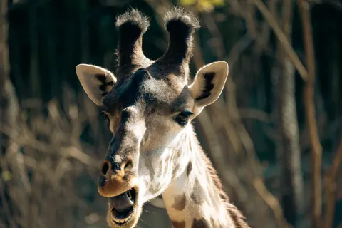 Giraffe 4K Wallpaper · animals · 3840×2560