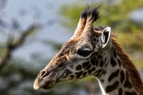 Giraffe 4K Hintergrundbild · animals · 3840×2560