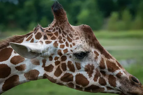 Giraffe 4K Hintergrundbild · animals · 3840×2560