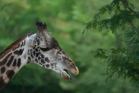 Giraffe 4K Wallpaper · animals · 3840×2565