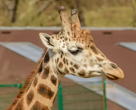 Giraffe 4K Wallpaper · animals · 3840×3113