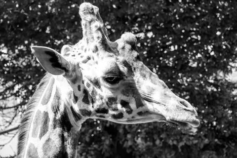 Giraffe 4K Wallpaper · animals · 3840×2560