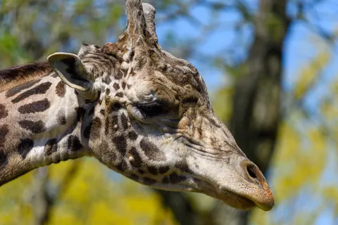 Giraffe 4K Wallpaper · animals · 3840×2563