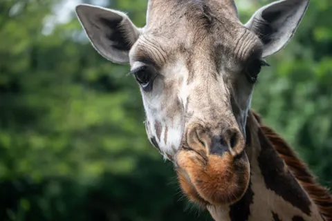 Giraffe 4K Wallpaper · animals · 3840×2560