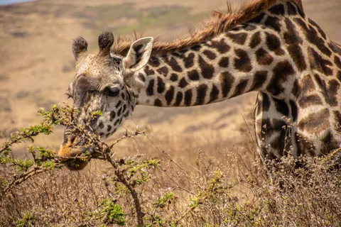 Giraffe 4K Wallpaper · animals · 3840×2560