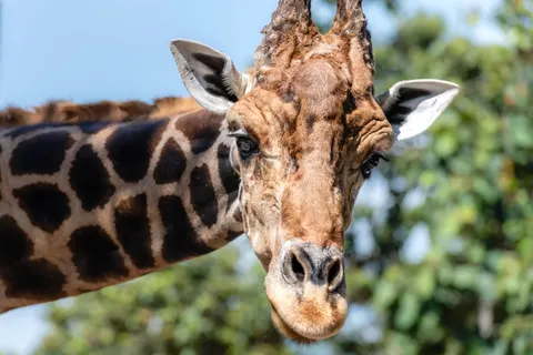Giraffe 4K Wallpaper · animals · 3840×2560