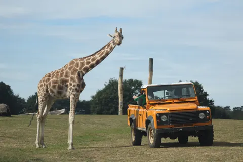 Giraffe 4K Wallpaper · animals · 3840×2560