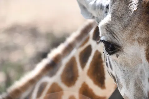 Giraffe 4K Wallpaper · animals · 3840×2560