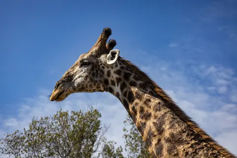 Giraffe 4K Wallpaper · animals · 3840×2561
